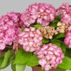 Hydrangea macrophylla Saxon Graefin Cosel