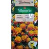 Aksamietnica Laura Vilmorin