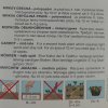 Mrkva Tena F1 Semo