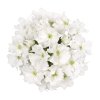 Verbena peruviana Venturi White 17080 2