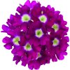 Verbena peruviana Venturi Cherry Eye 35738 2