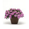 Verbena peruviana EnduraScape Pink Bicolour 32676 2