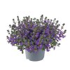 Scaevola aemula Surdiva Deep Violet Blue 34594 17