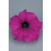 Petunia grandiflora Surfinia Giant Purple 13835 1