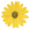 Osteospermum ecklonis Dalina Yellow Impr. 41446 2