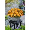 Osteospermum ecklonis Dalina Special Sunshine Beauty 36137 4