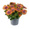 Osteospermum ecklonis Dalina Special Pink Eyed Beauty 34598 10