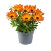 Osteospermum ecklonis Dalina Orange 37636 2