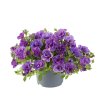 Calibrachoa parviflora Cabaret Double Blue 37007 2
