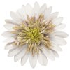 Osteospermum ecklonis Dalina Double Pedro Impr. 41431 2