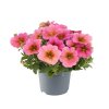 Petchoa interspecific BeautiCal Sunray Pink 35724 6