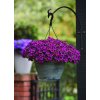 Calibrachoa parviflora Cabaret Early Good Night Kiss 35889 3