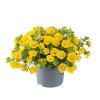 Calibrachoa parviflora Cabaret Double Yellow 35372 3