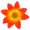 Bidens ferulifolia BeeDance Painted Red 32377 6