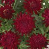 Argyranthemum frutescens Madeira Double Red 32764 6