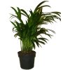 palma areca dypsis lutescens stredni 3083 3250 2483