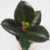 ficus elastica robusta plantizia 3