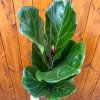Fikus lýrovitolistý (Ficus lyrata) (2) cr 1300x1300