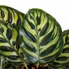 calathea makoyana kalatea makoya