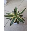Agáve lophanta Quadricolor