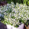 Scaevola Surdiva Snow Blanket 0014397 2 76589