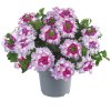Verbena peruviana Venturi Bicolour Purple 36299 7
