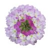 Verbena peruviana Venturi Bicolour Pink 36298 7