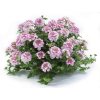 Verbena peruviana Venturi Bicolour Pink 36298 4