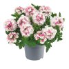 Verbena peruviana Venturi Bicolour Pink 36298 6