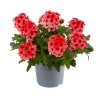 Verbena peruviana Lobster Fest 36987 4