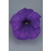 Petunia grandiflora Surfinia Giant Blue 15622 2