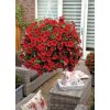 Petunia grandiflora Surfinia Deep Red 30131 1