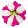Petunia grandiflora Amore Pink Heart 36285 2