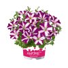 Petunia grandiflora Amore Joy 34126 12
