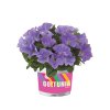 Petunia grandiflora GO!Tunia Sky Blue 41841 4