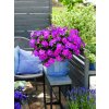 Petunia grandiflora Dolly Dots Magenta Comet 41843 3