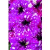 Petunia grandiflora Dolly Dots Magenta Comet 41843 2