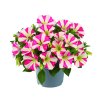 Petunia grandiflora Amore King of Hearts Impr. 43419 2