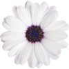 Osteospermum ecklonis Dalina Inez 36784 10