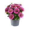 Osteospermum ecklonis Dalina Double Francisco 35968 3