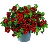 Calibrachoa parviflora Cabaret Special Red Kiss 37390 2