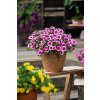 Calibrachoa parviflora Cabaret Early Light Pink Eye 36873 11