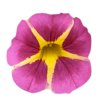 Calibrachoa parviflora Cabaret Compact Pink Star 36875 16