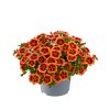 Calibrachoa parviflora Cabaret Compact Orange Star 36874 5