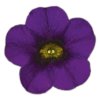 Calibrachoa parviflora Cabaret Compact Blue 34067 8