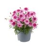 Argyranthemum frutescens Madeira Crested Pink 31679 13