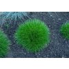 festuca pic carlit 2