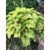 heuchera delta dawn 7