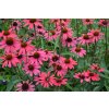 echinacea glowing dream 1
