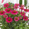 jezowka magenta pearl echinacea